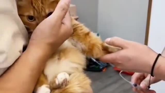 What a sweet and friendly kitty..🐈🐾🥺