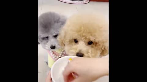 Funniest Animals - Best Of The 2021 Funny Animal dffs