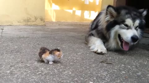 Big Dog afraid of a little kitten