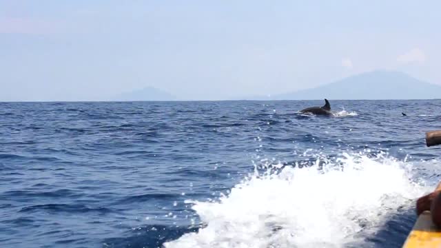 fisherman lamalera whale hunter