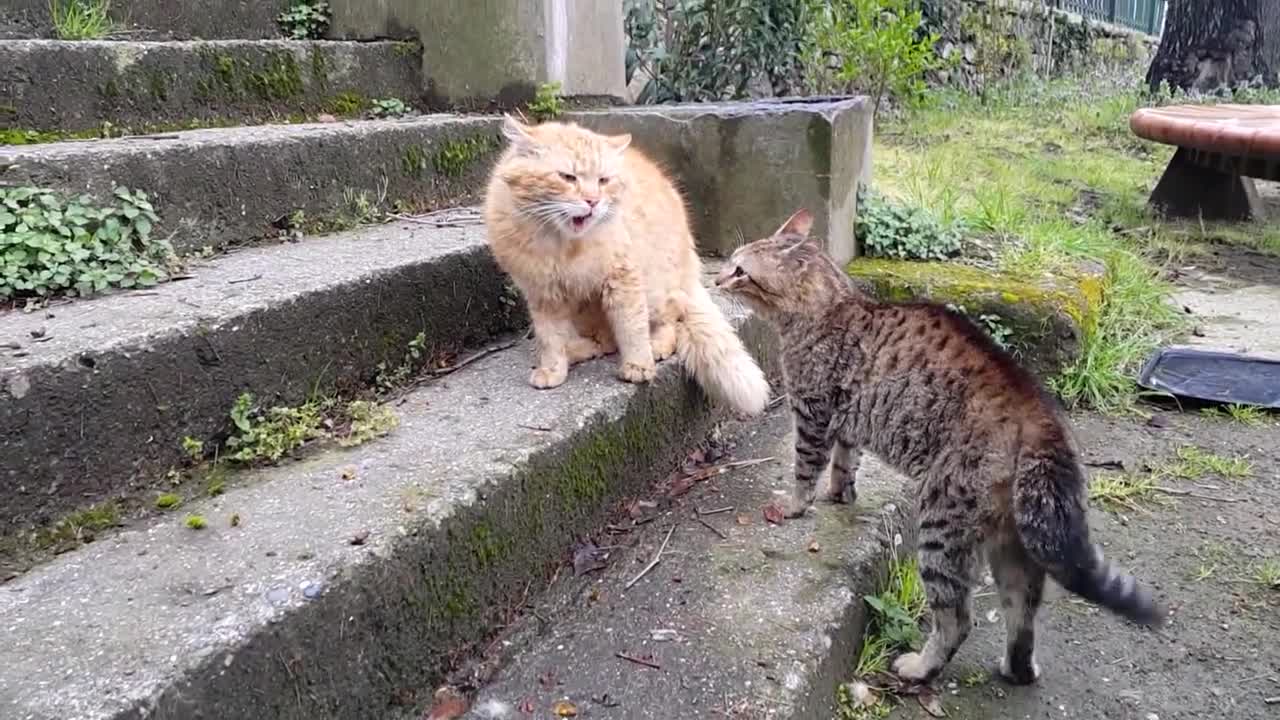 Real Cat Fight │So Funny Cats - Compilation#46