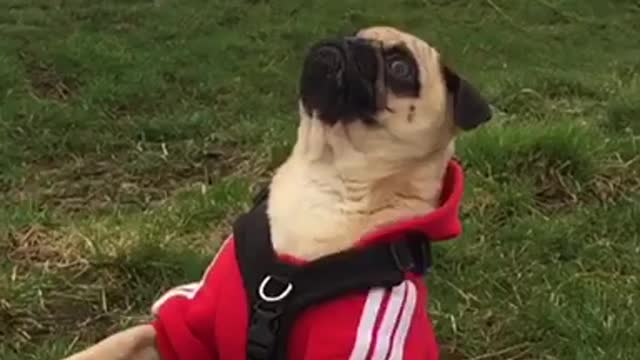 Pug hilariously fails to catch a treat