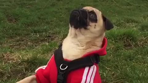 Pug hilariously fails to catch a treat