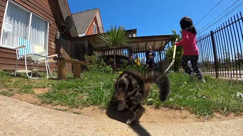 Kitten running and playing