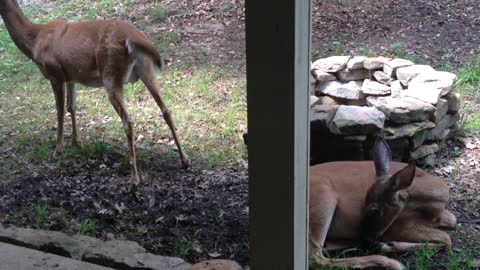 My Deer Zoey and Babe Hanging Out After I Fed Them