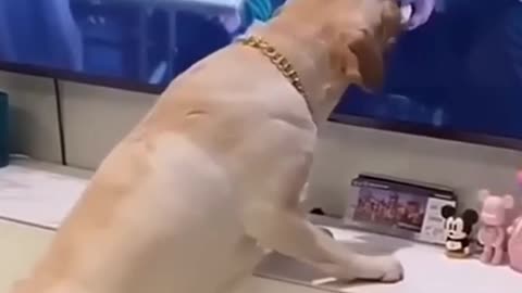 Try Not To Laugh Dog Edition 🤣🤣