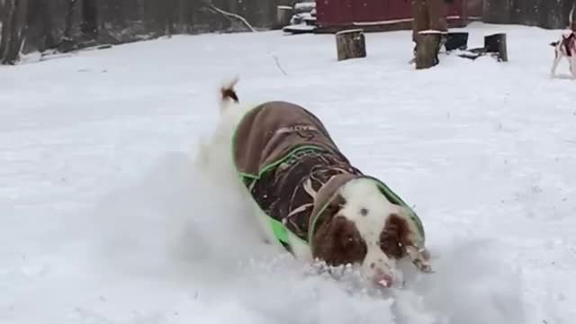 Green ball thrown at dog in snow