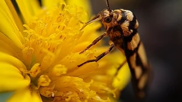 Feeding of flowers (Macro)