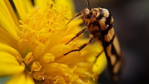 Feeding of flowers (Macro)