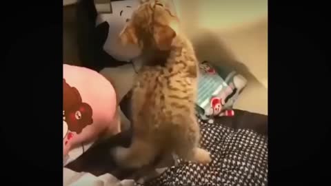 Nice cat funny video