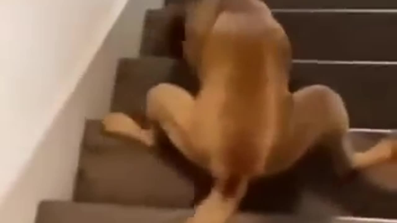 Funny dogs most epic moments of dogs compilation 2023