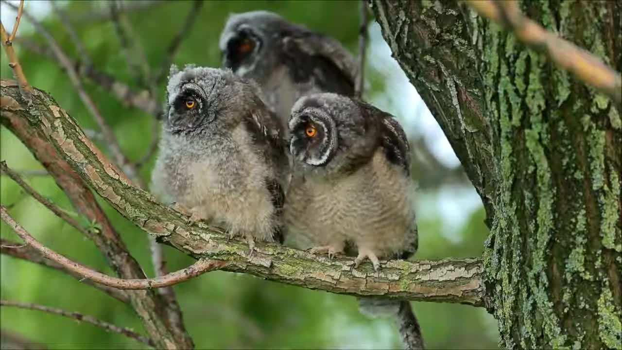 Cute Baby Owls ✰