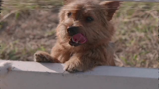 Dog playing at the fence