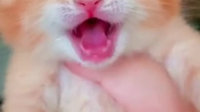 crying cat