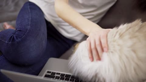 Woman want to work on laptop, but cat is disturbing her laying on keyboard, close up