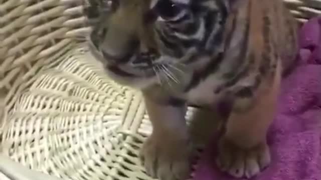 A little tiger learning to bark