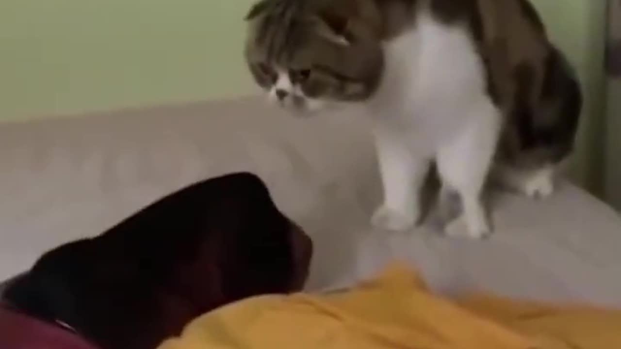 Cat videos funny cat videos