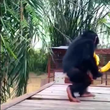 Monkey funny🐒🐒👌👌👌👌 your#shorts video