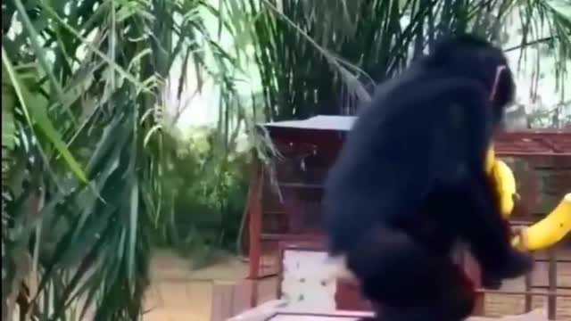 Monkey funny🐒🐒👌👌👌👌 your#shorts video