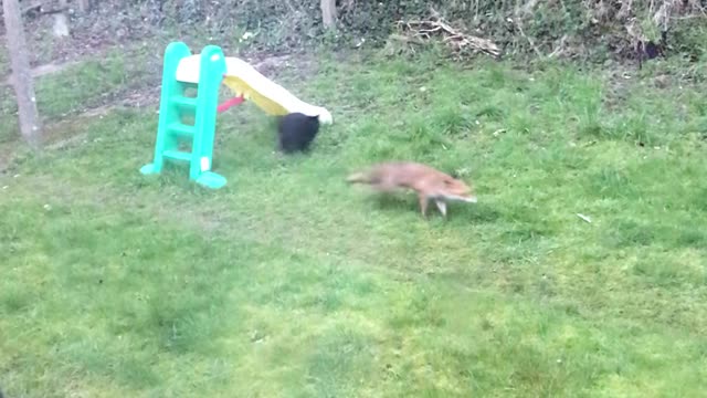 Fox and Feline Play in Garden