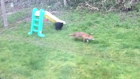 Fox and Feline Play in Garden