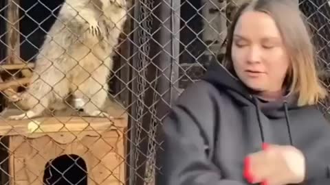 Cute rakoon