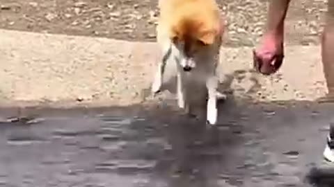 Funny animal😂😂🤣🤣🤣😆😆😆
