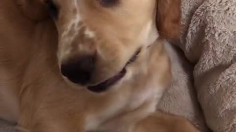cutest dog 🐶❤️