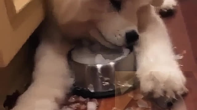 Have a meal