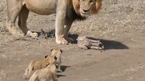 Wild life