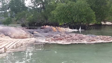 Big Fish Stranded At Hulung Beach Iha Village