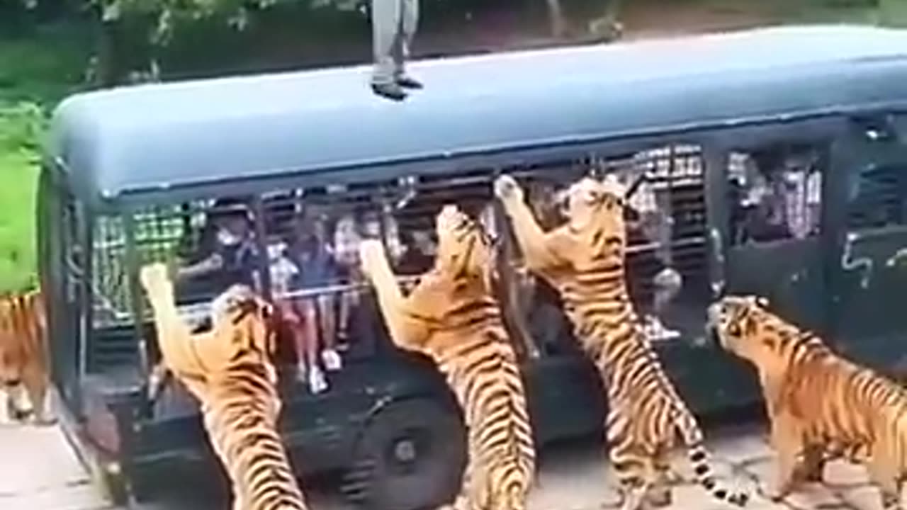 Encounter in the Wild: A Tiger's Ambush