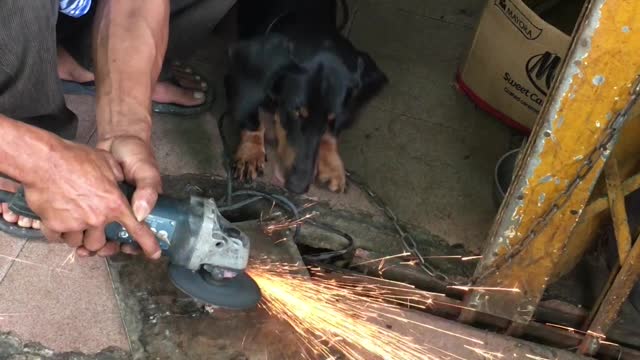 Dog Doesn't like Sparks