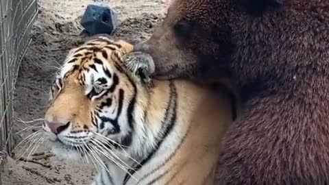 Bear with tiger friendship