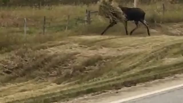 Canadian Moose Wears Camouflage