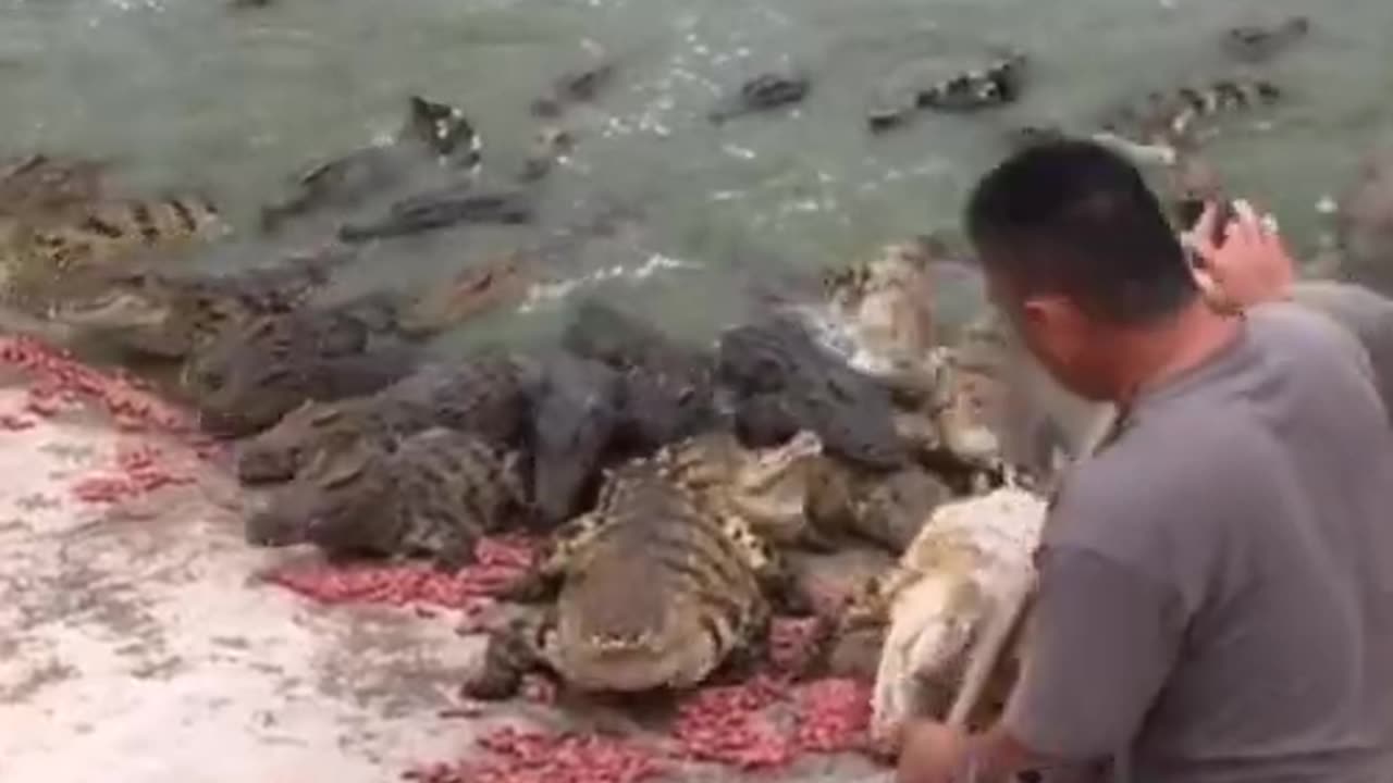 Human feeding crocodiles.