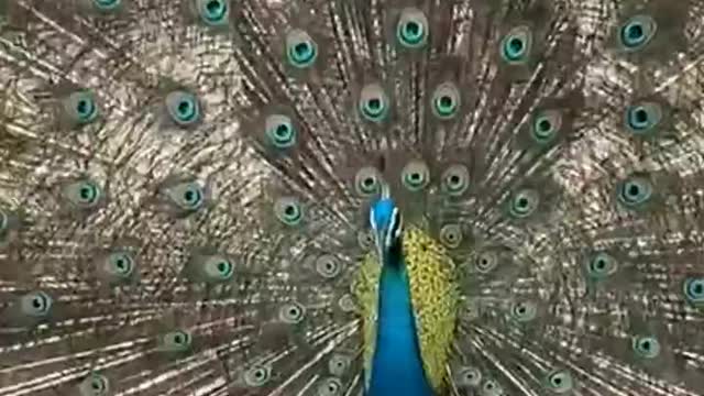 Peacock Dancing