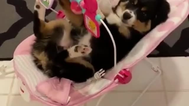 funny video Cute dog