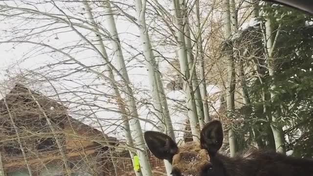 Friendly Moose On The Loose!