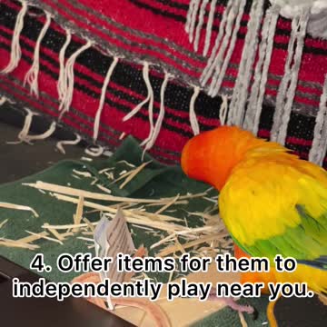 How to Bond with Your Bird!