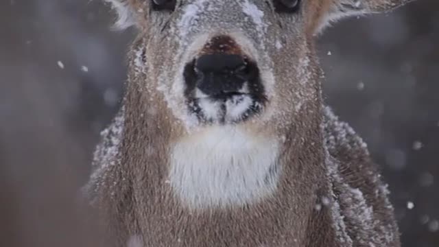 South Africa Forest Beautiful Deer