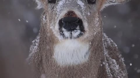 South Africa Forest Beautiful Deer