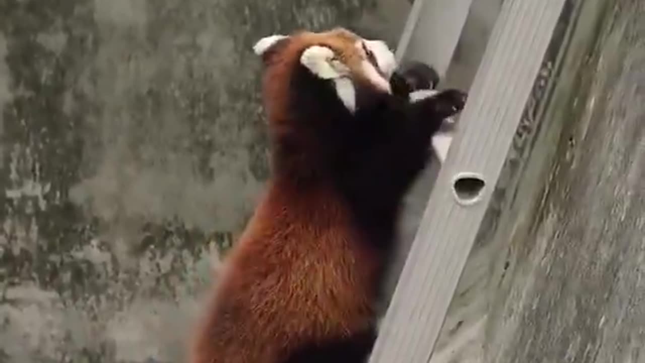 Chasing red panda