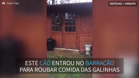 Cão é preso em barracão do jardim por engano