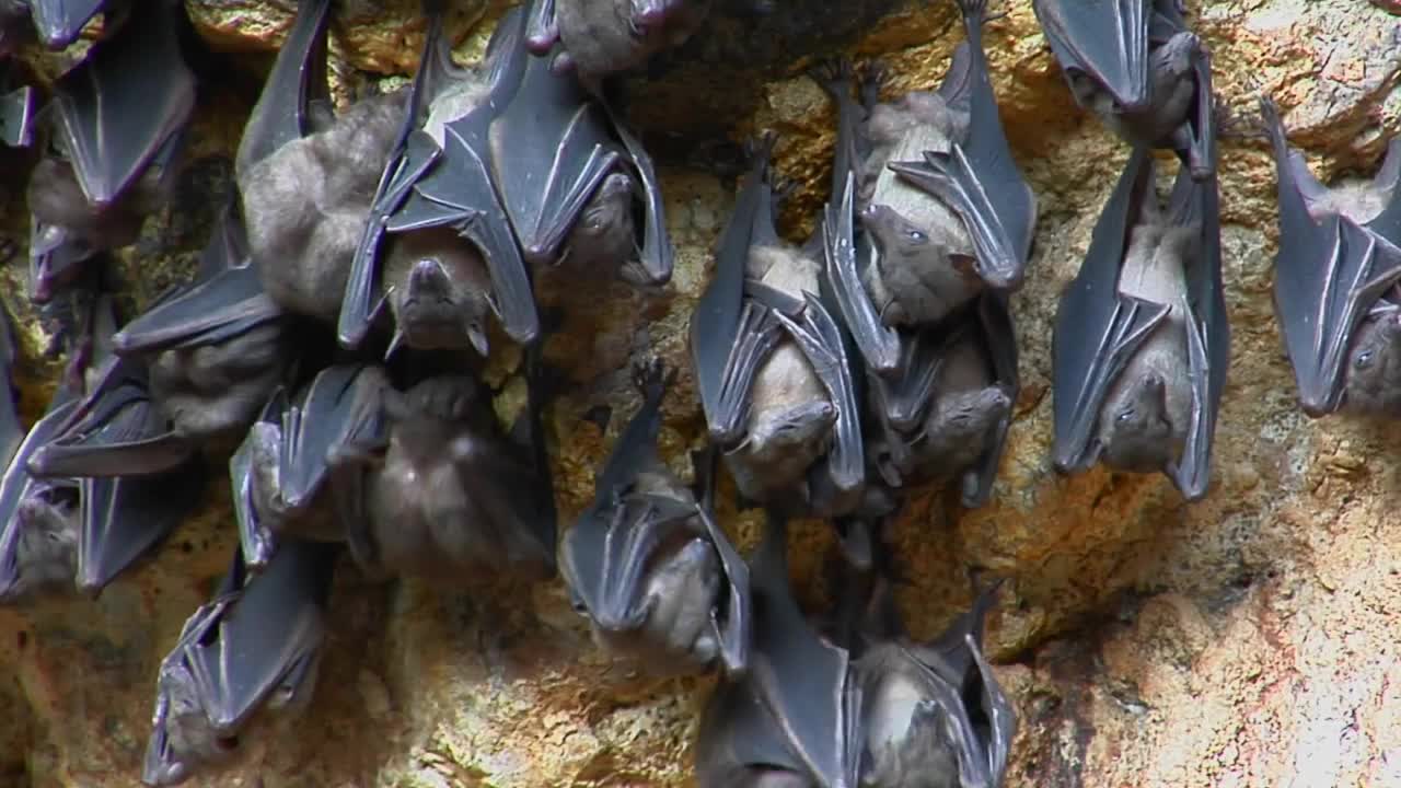 Bats hang on a wall at the Pura Goa Lawah Temple, also known as the Bat Cave Temple in Indonesia