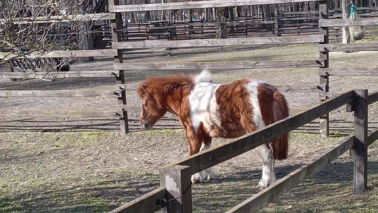 SPACEREK PO ZOO MINI.