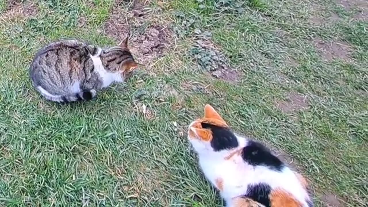 Male and female street cats ❤️ These cats are lovers.