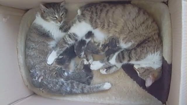 Cat mums