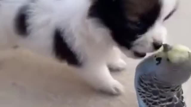 Little Funny Puppies Bird Cute