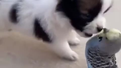 Little Funny Puppies Bird Cute